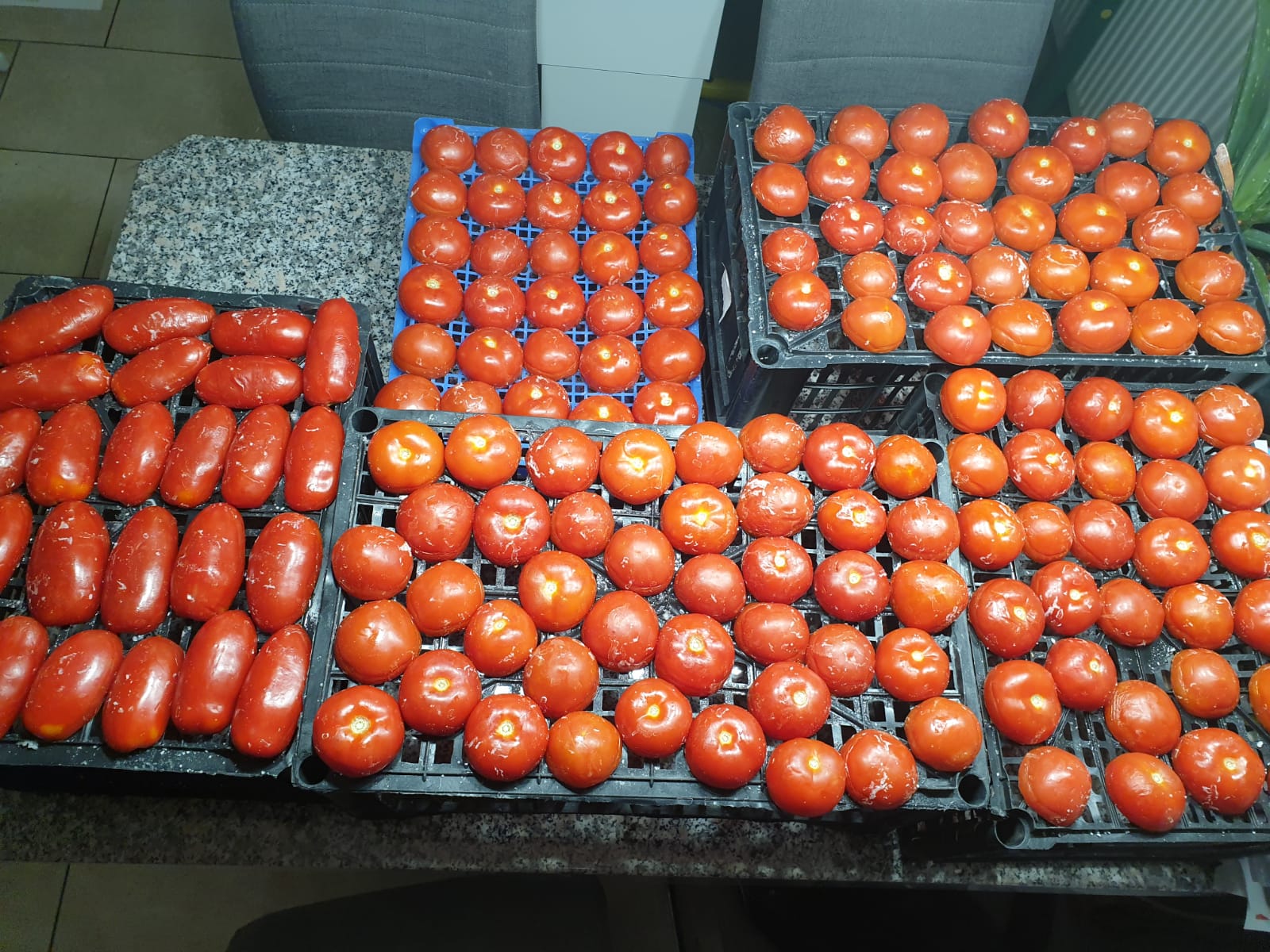Tomate1