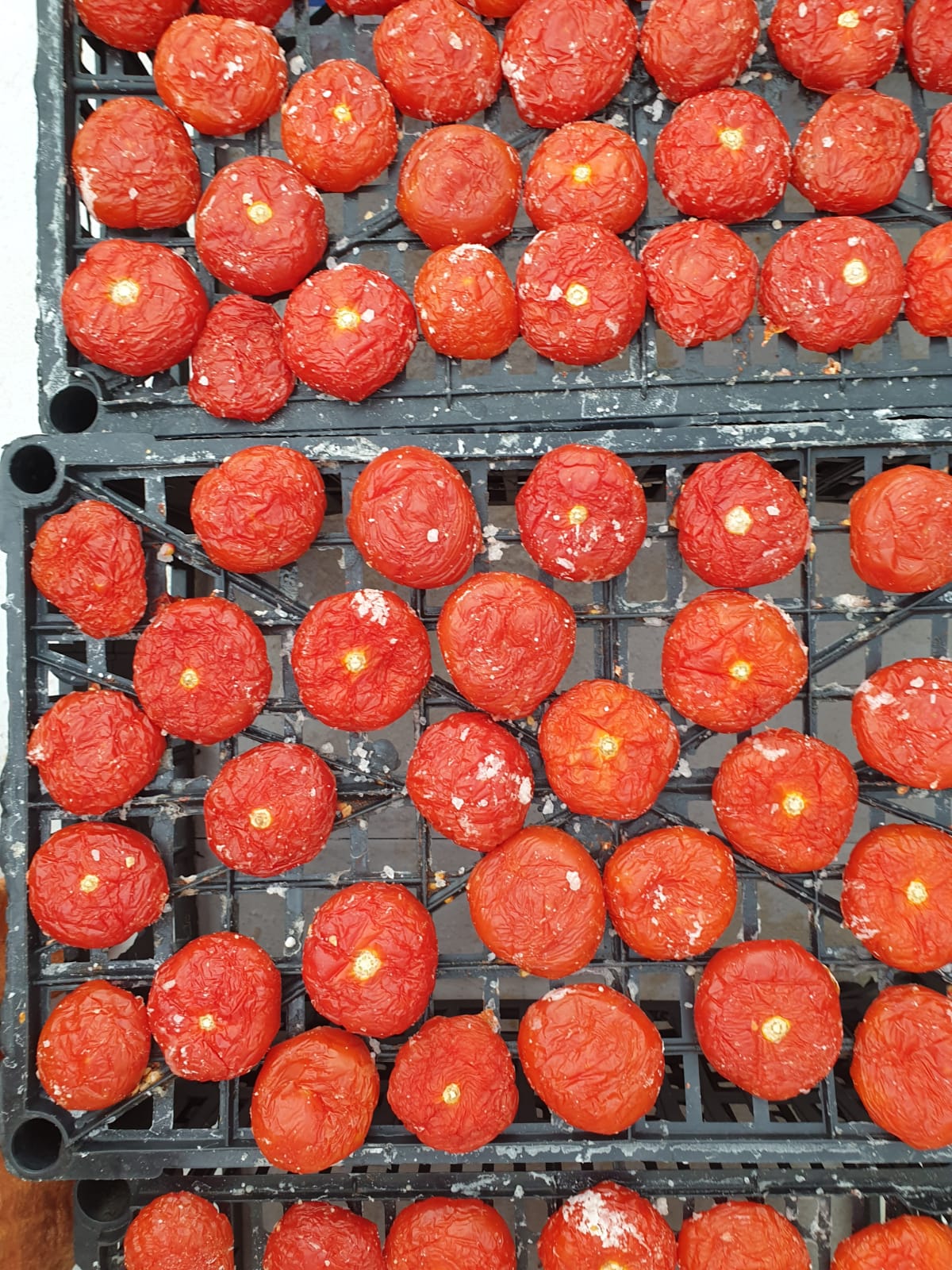 Tomaten3