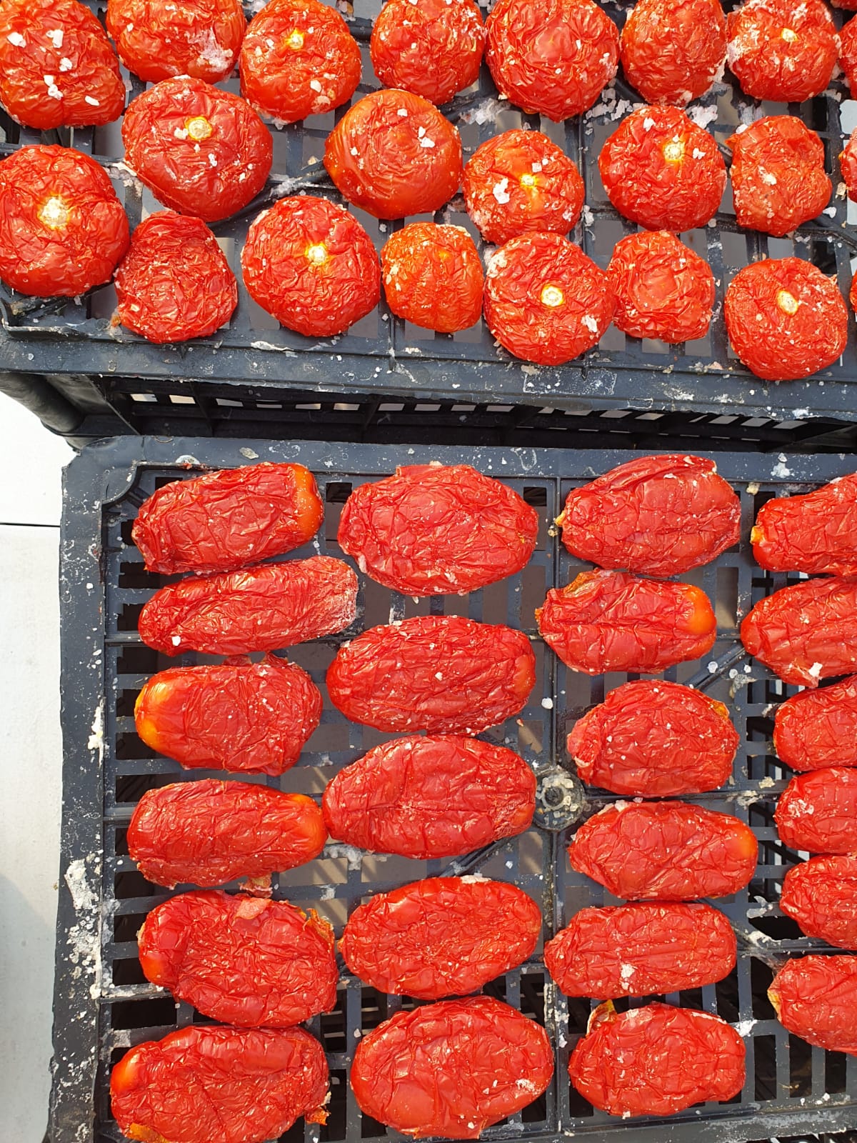 Tomaten3