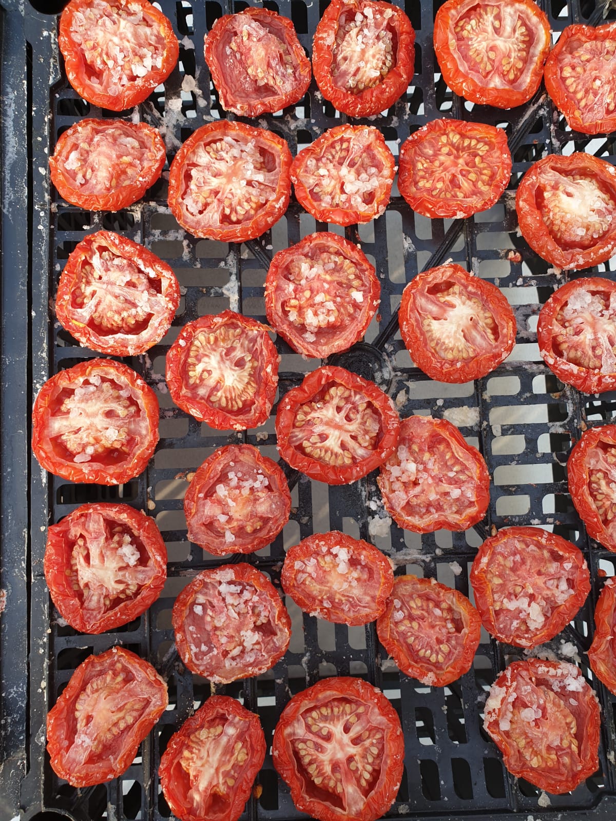 Tomaten3